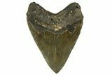Fossil Megalodon Tooth - North Carolina #328107-2